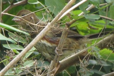 Juvie Eastern Towhee- Molting to 1st winter. (Small).JPG