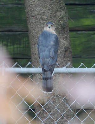 Cooper Hawk_1_sm.JPG