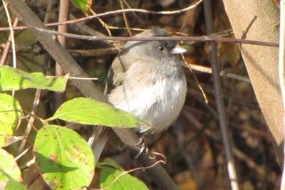 Junco IMG_2520 (Small).JPG