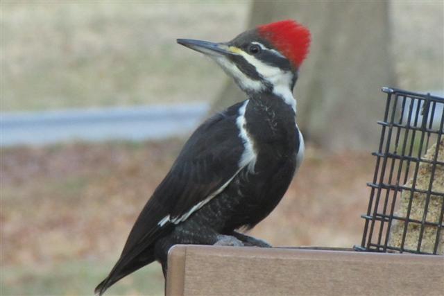 Pileated alternateIMG_2654 (Small).JPG