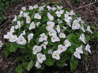 Trillium (8) (Custom).JPG