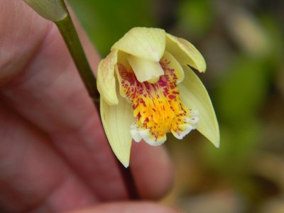 Yellow Hardy Orchid - Penway Sunset - had to show it, it's never flowered before.