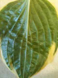 back of leaf