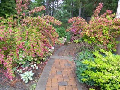Weigela bushes and others