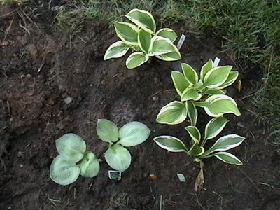 Tokudama Aureonebulosa, SILVER STAR, and 2 Kinbuchi Tachi