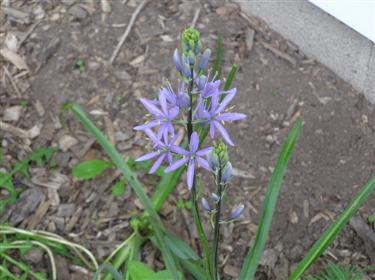 Camassia (2) (Custom).JPG