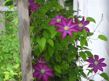 Clematis pink champagne (Custom).JPG