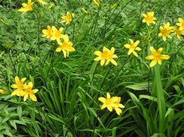 Daylily Lemon Lily (Custom).JPG