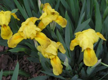 Dwarf Iris (Custom).JPG