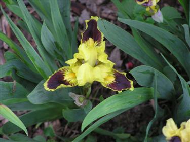 Dwarf Iris (2) (Custom).JPG