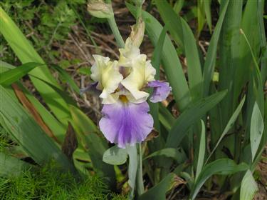 German Iris (2) (Custom).JPG