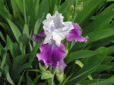 German Iris (3) (Custom).JPG