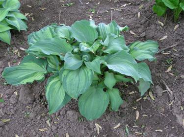 Hosta Angel Eyes (Custom).JPG