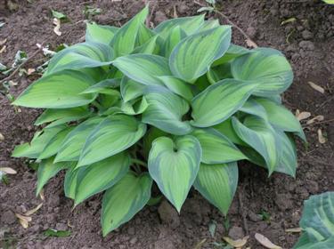 Hosta June (Custom).JPG