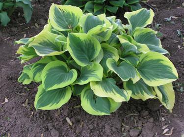 Hosta Liberty (3) (Custom).JPG