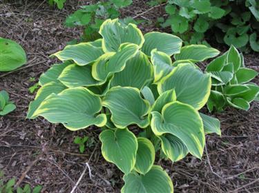 Hosta Sagae (Custom).JPG