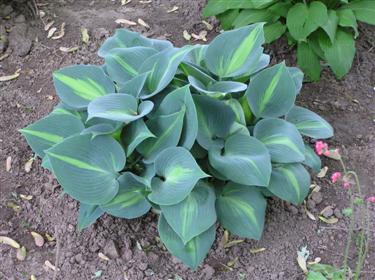 Hosta Touch Of Class (2) (Custom).JPG