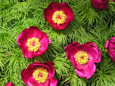 Peony Fernleaf (6) (Custom).JPG