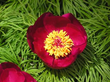 Peony Fernleaf (5) (Custom).JPG