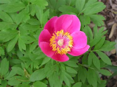 Peony Rose Gnome (Custom).JPG