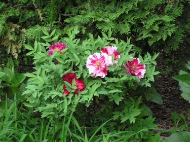 Tree peony (2) (Custom).JPG