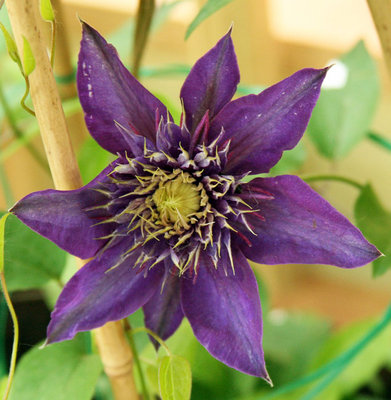 Web-purple-Clematis.jpg