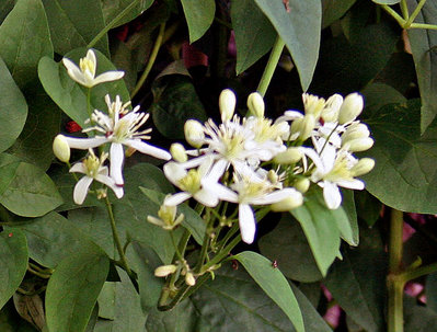 Closeup of the flower clusters