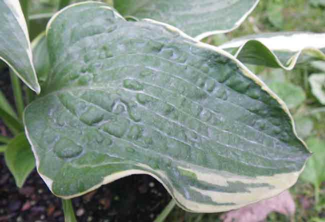 NOID (mislabeled from Lowes): Just a handful of leaves have raised areas, can not identify the plant so I do not know if this is the start of corrugation or HVX? Plant was mislabeled as Karin.