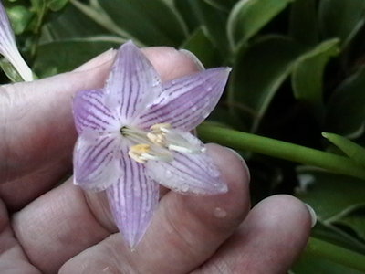 Emerald Necklace flower