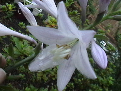 Fortunei Aureomarginata flower