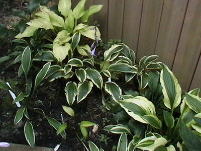 rectifolia 'Nishiki'