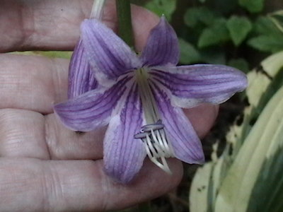 rectifolia 'Nishiki' flower