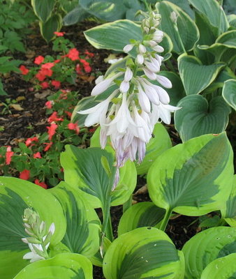 flowers on 'Gemini Moon'