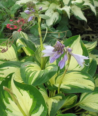 flower on 'Peppermint Ice'