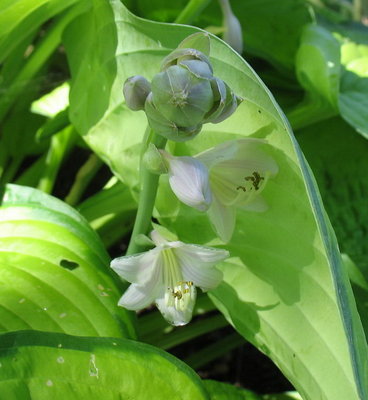 and another flower and bud on 'September Sun'