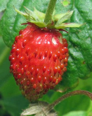 Strawberry.jpg