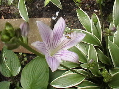 rectifolia Nakai