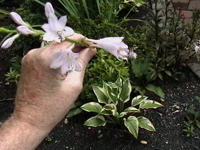 Majestic showing scape over 5 feet long