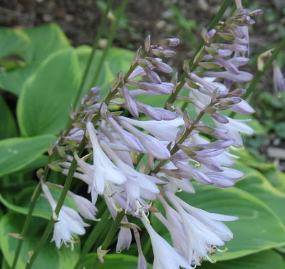 prolific bloom on 'Warwick Curtsey'