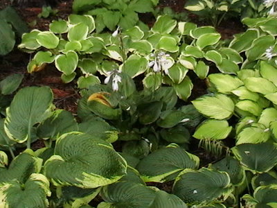 Whirlwind flowering in the center with Frances Williams, Gold Standard and Fragrant Bouquet