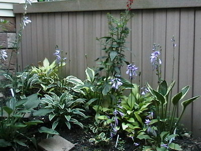 scene rectifolia 11 0027.JPG