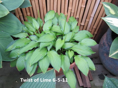 Twist of Lime 6-5-11.jpg