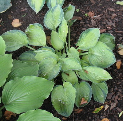 'Tokudama Aureonebulosa' (hosta in background is 'Blue Shadows')