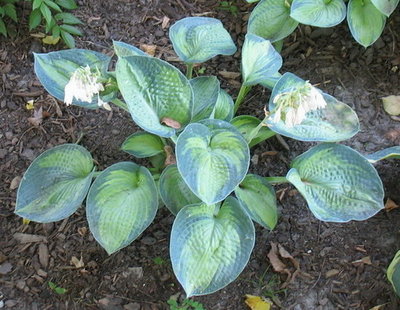 'Blue Shadows' (hosta in background is 'Tokudama Aureonebulosa')