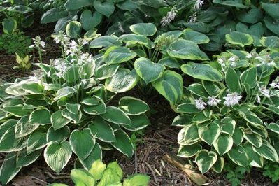 Hosta beds (2) (Custom).JPG