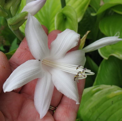 'Fragrant Bouquet' single flower
