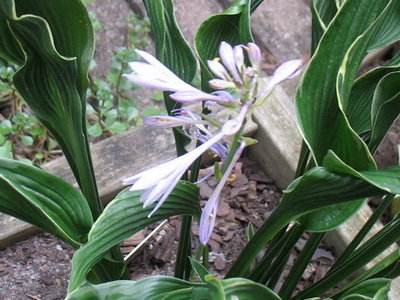 'Praying Hands' blooming for the first time though I've had it about 5 years. Very spidery and not held high above the plant.