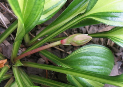 'Rainbow's End' bud