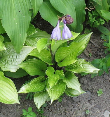 'Paradise Island' - new to me this year and not very large yet, but the bloom almost overwhelms the plant.