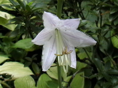 Patriot's Fire - one of the few fortunei types still with flowers